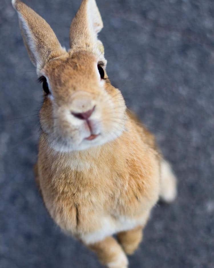 Đảo thỏ Nhật Bản gắn kết yêu thương giữa con người và động vật