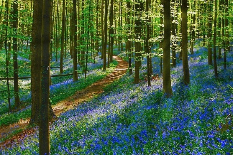 Khu rừng ở Bỉ 