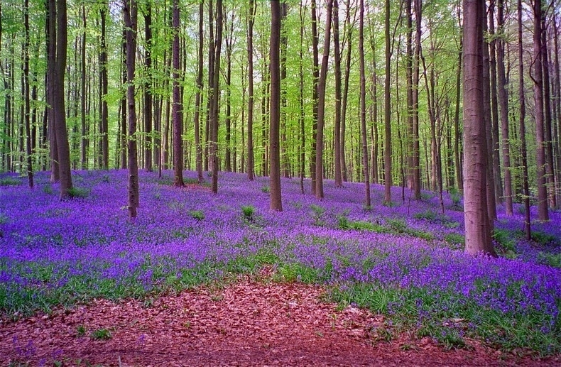 Khu rừng ở Bỉ 