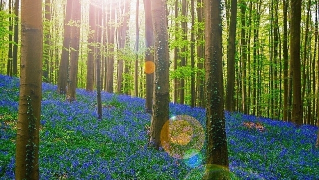 Khu rừng ở Bỉ "chìm" trong biển hoa chuông xanh khi mùa xuân đến