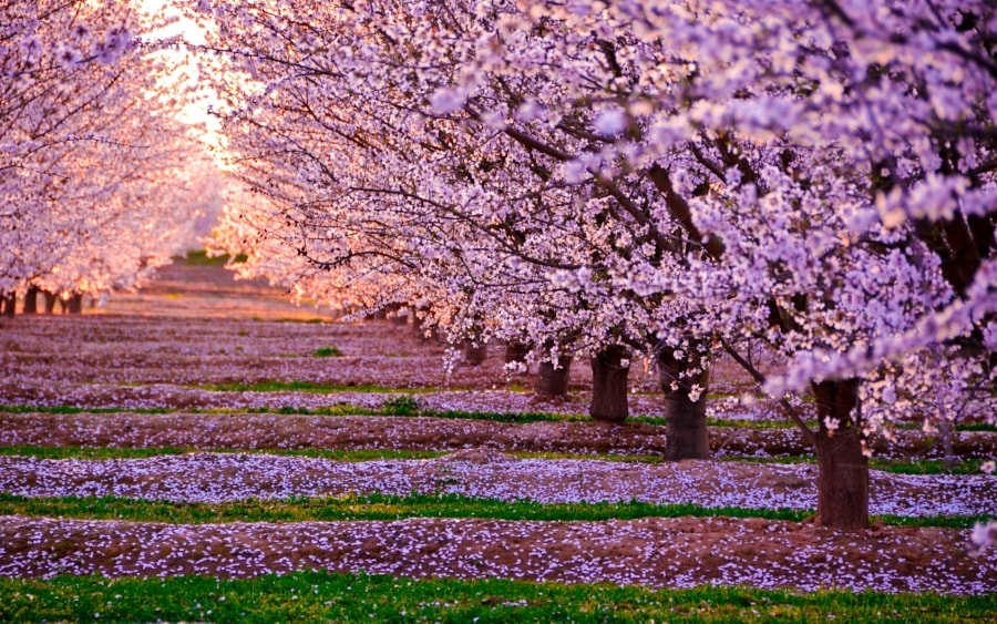 Sắc màu hoa anh đào bùng nở trên khắp thế giới mỗi mùa xuân về