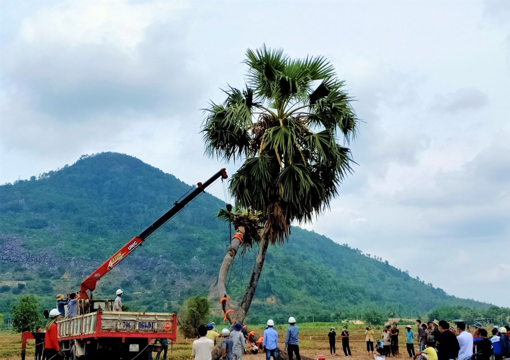 "Hồi sinh" cây thốt nốt ở Khedol