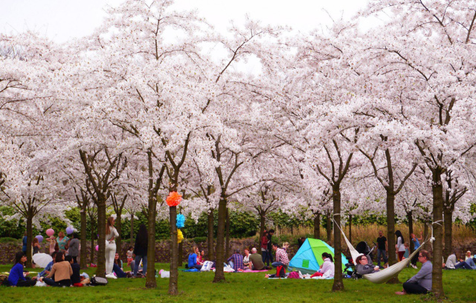 Ngoài Nhật Bản, bạn có thể tới đây để ngắm hoa anh đào