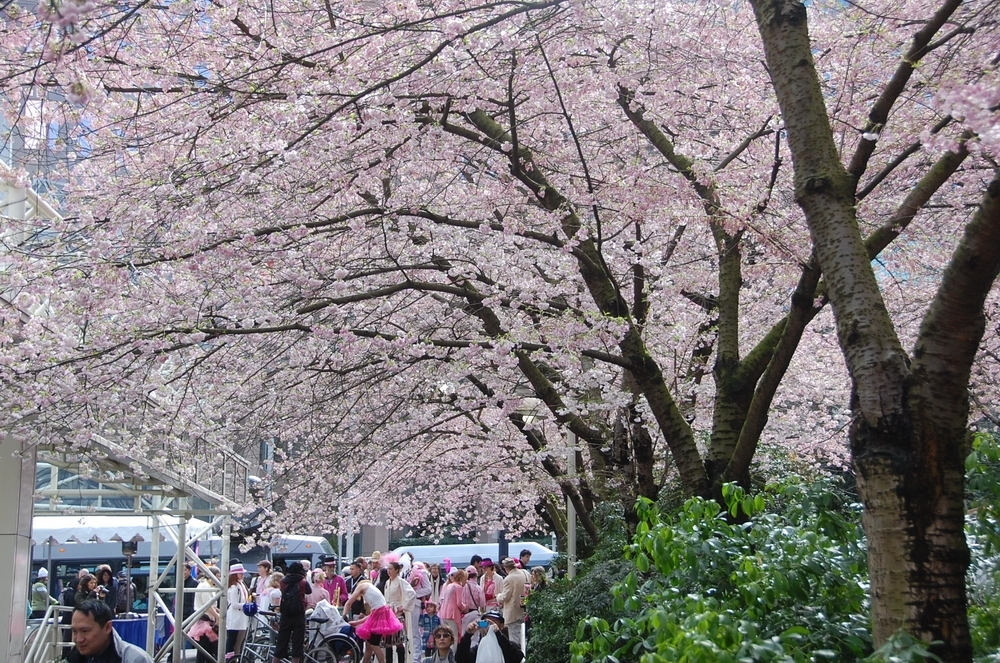 Ngoài Nhật Bản, bạn có thể tới đây để ngắm hoa anh đào
