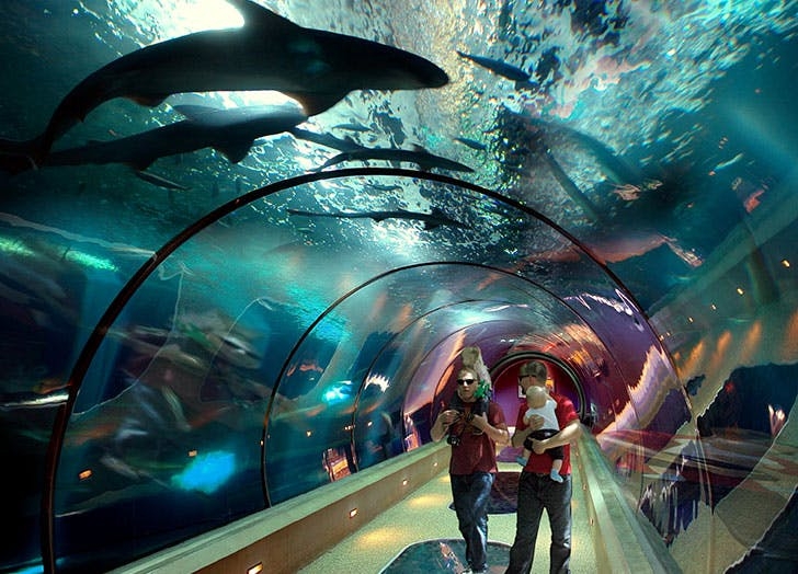 Khám phá 7 thủy cung kỳ thú nhất nước Mỹ