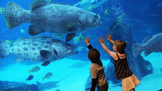 Khám phá 7 thủy cung kỳ thú nhất nước Mỹ