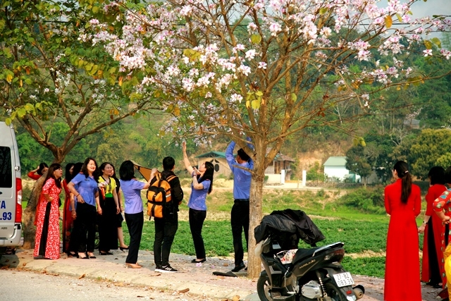Điện Biên Phủ - Thành phố hoa ban