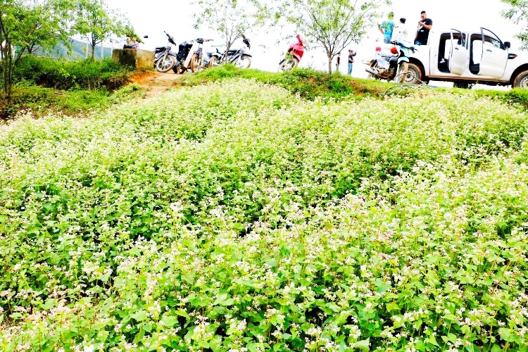 Điện Biên: Pha Đin Pass - Điểm dừng thơ mộng trên đèo Pha Đin