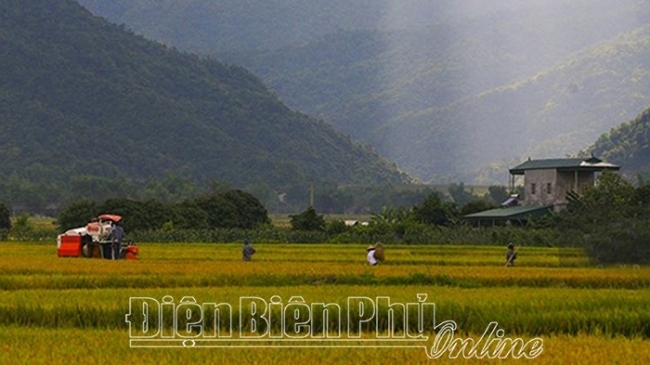 Điện Biên: Nao nao mùa gặt