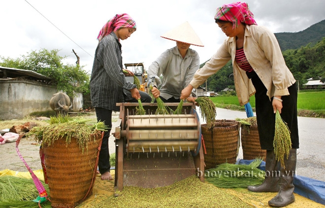 Yên Bái: Cốm Tú Lệ - xứng danh “tinh hoa ẩm thực”