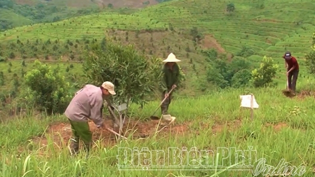 Điện Biên: Hiệu quả công tác tuyên truyền trong phát triển cây mắc ca