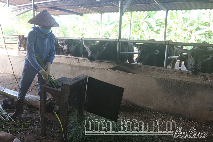 Điện Biên: Hiệu quả mô hình nuôi trâu bò vỗ béo