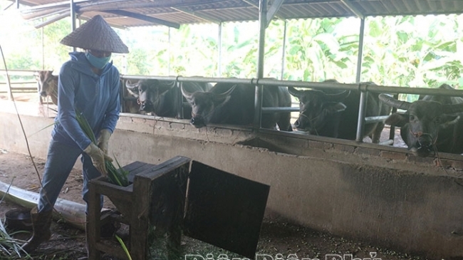 Điện Biên: Hiệu quả mô hình nuôi trâu bò vỗ béo