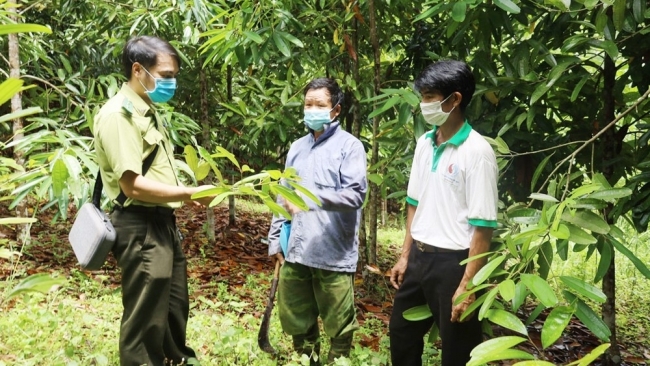 Lào Cai: Si Ma Cai nỗ lực nâng cao độ che phủ của rừng