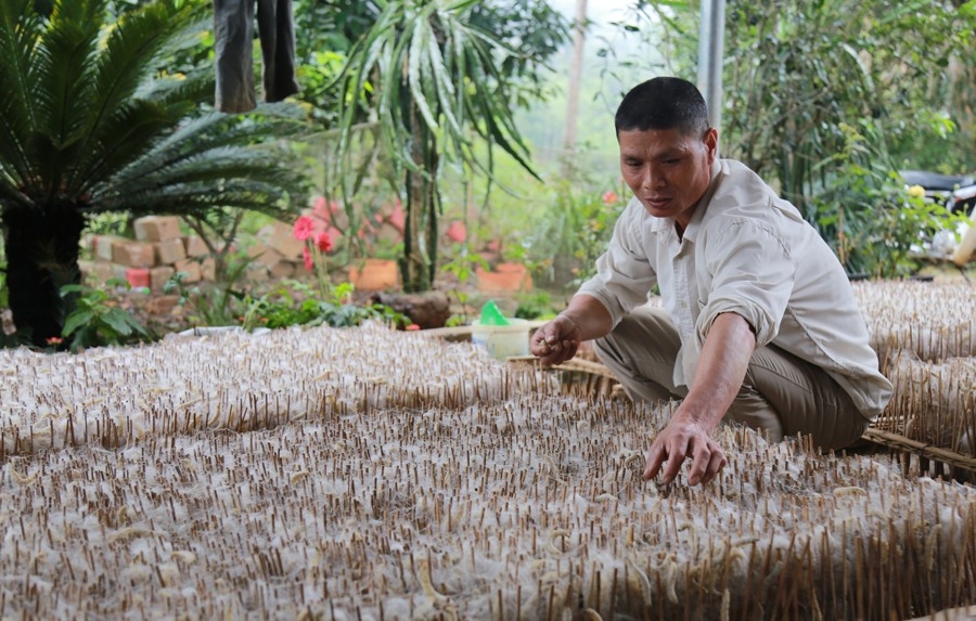 Lào Cai: Bảo Yên: Tiếp tục xác định trồng dâu, nuôi tằm là chủ lực của địa phương