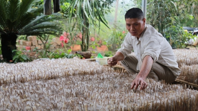 Lào Cai: Bảo Yên: Tiếp tục xác định trồng dâu, nuôi tằm là chủ lực của địa phương