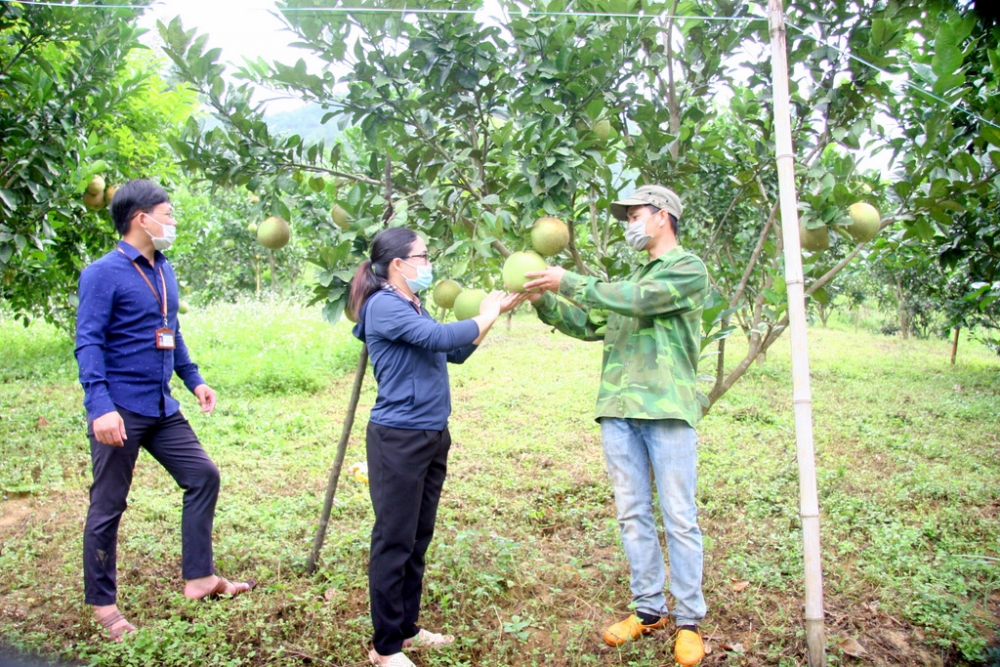 Lai Châu: Hua Nà phát triển kinh tế từ cây ăn quả