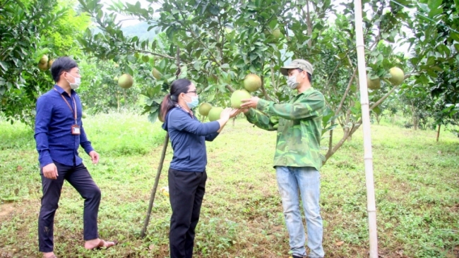 Lai Châu: Hua Nà phát triển kinh tế từ cây ăn quả