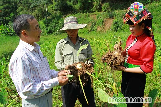 Sơn La: Đặc sản khoai sọ Thuận Châu