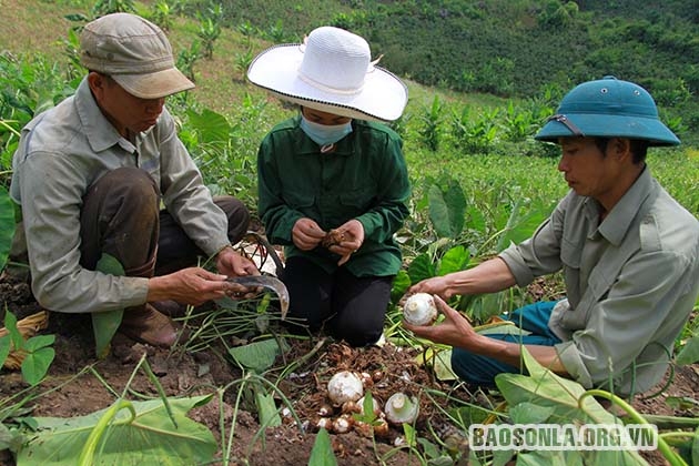 Sơn La: Đặc sản khoai sọ Thuận Châu