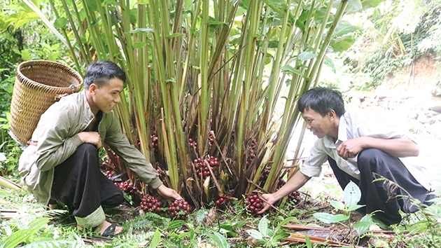 Sơn La: Bước chuyển Chiềng Ân