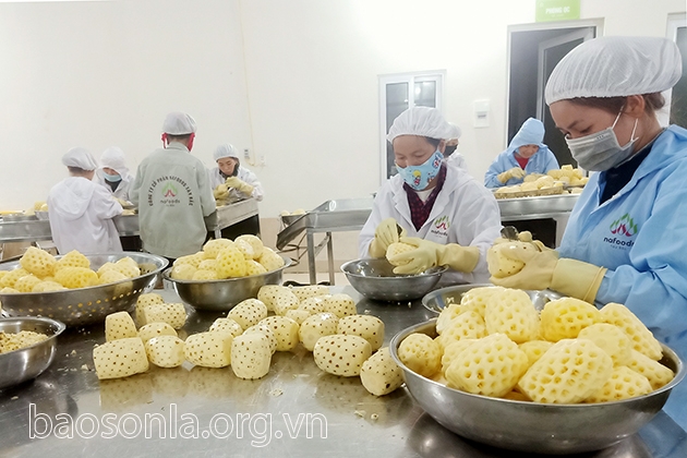 Để Sơn La trở thành trung tâm chế biến nông sản vùng Tây Bắc