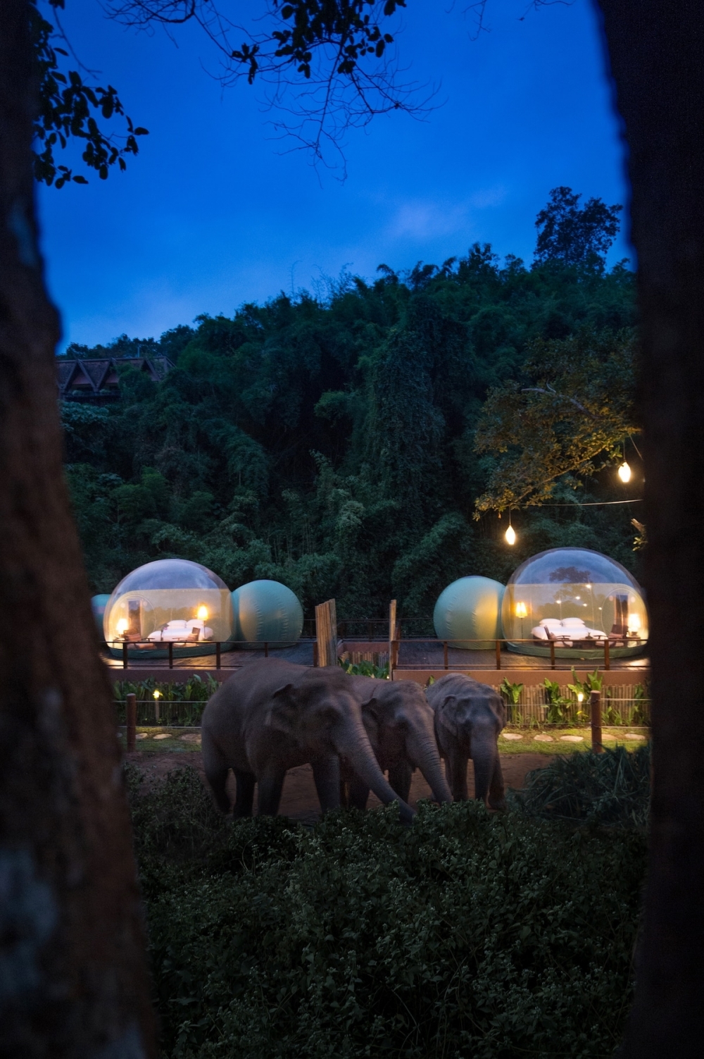 Phòng ngủ bong bóng, thức dậy giữa rừng và “chào buổi sáng” với voi