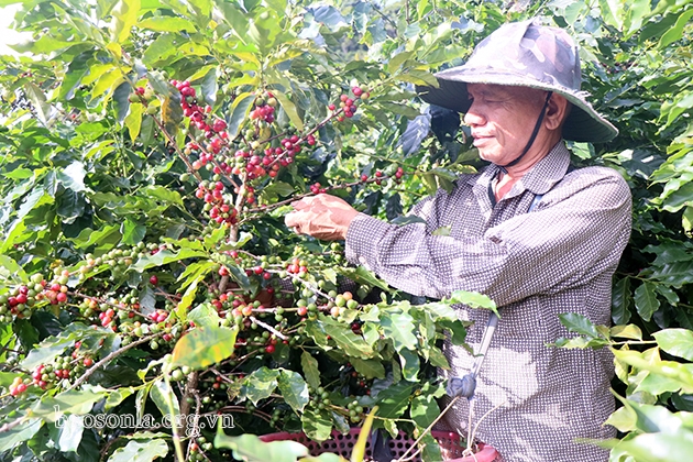 Sơn La: Mùa cà phê chín