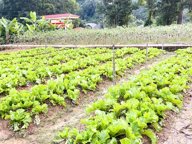 Hà Giang: Mùa rau cải