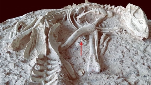 Trung Quốc: Phát hiện hóa thạch hoàn chỉnh của khủng long con quý hiếm