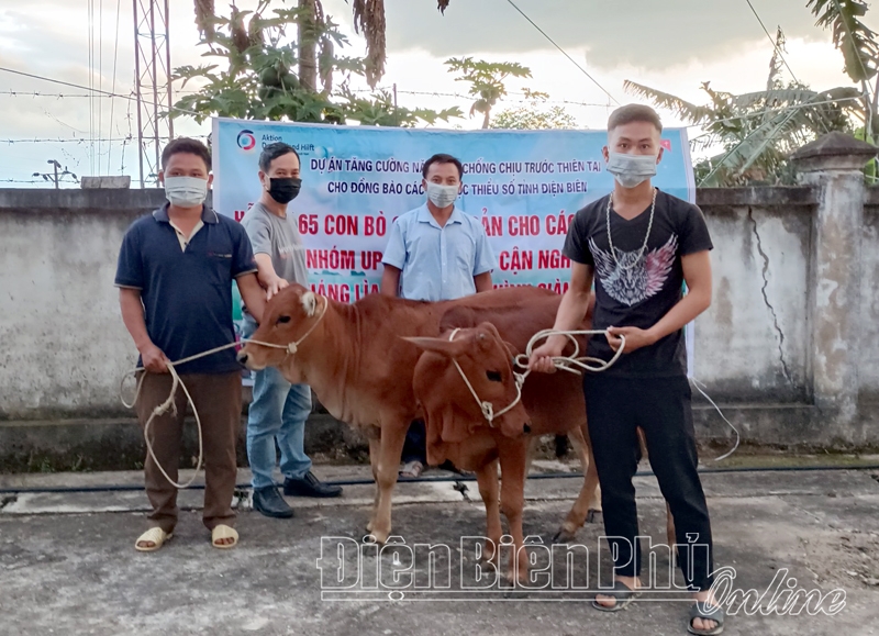 Điện Biên: Hỗ trợ bò giống cho 65 hộ nghèo huyện Điện Biên Đông