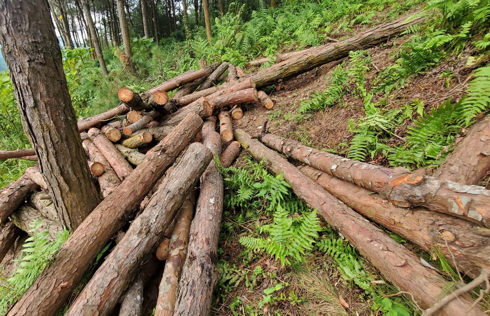 Lào Cai: Xử lý nghiêm các trường hợp vi phạm liên quan đến việc tận thu gỗ rừng cảnh quan ở xã Hợp Thành