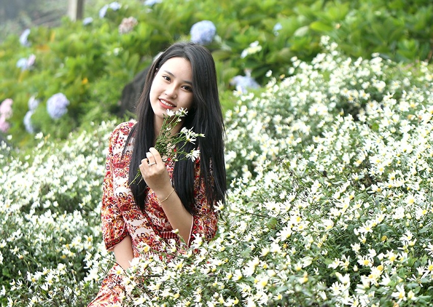 Lào Cai: Lên Sa Pa 'check-in' ruộng hoa cúc họa mi