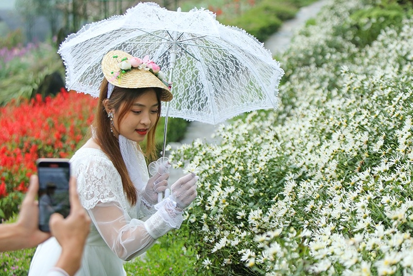 Lào Cai: Lên Sa Pa 'check-in' ruộng hoa cúc họa mi