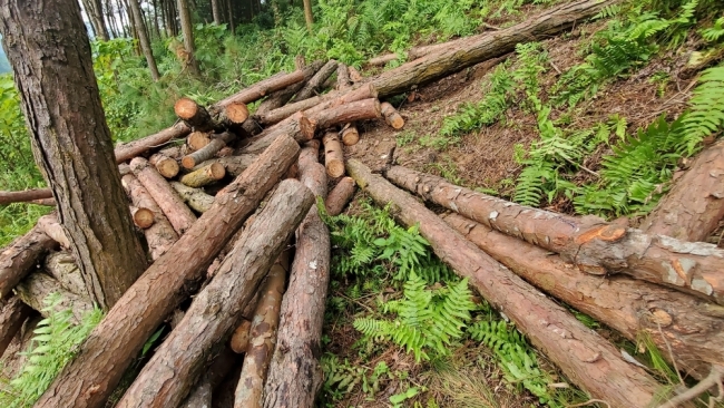 Lào Cai: Xử lý nghiêm các trường hợp vi phạm liên quan đến việc tận thu gỗ rừng cảnh quan ở xã Hợp Thành