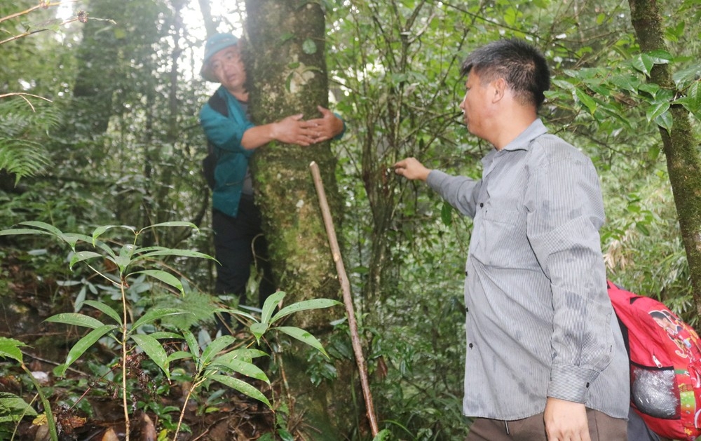 Lào Cai: Vùng chè cổ thụ trên dãy núi Lảo Thẩn