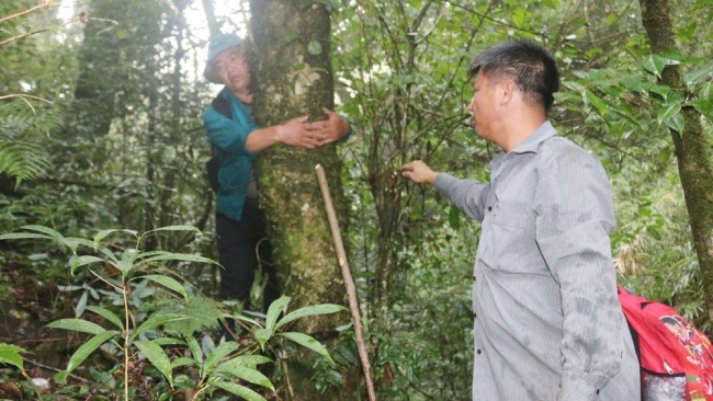 Lào Cai: Vùng chè cổ thụ trên dãy núi Lảo Thẩn