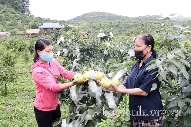 Sơn La: Chuyển dịch cơ cấu kinh tế nâng cao thu nhập cho người dân