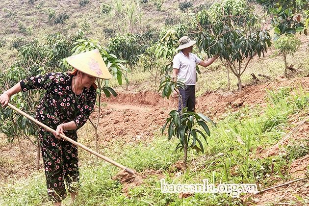 Sơn La: Chuyển dịch cơ cấu kinh tế nâng cao thu nhập cho người dân