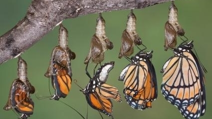 Giá trị của thử thách